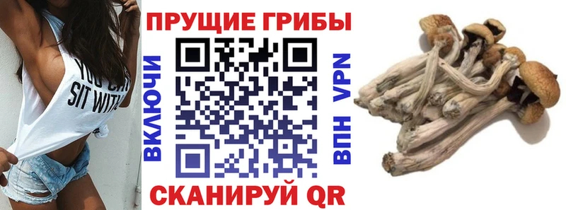 Галлюциногенные грибы Cubensis  Купить закладки  Сланцы 